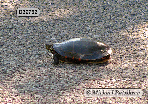 Painted Turtle (Chrysemys picta)